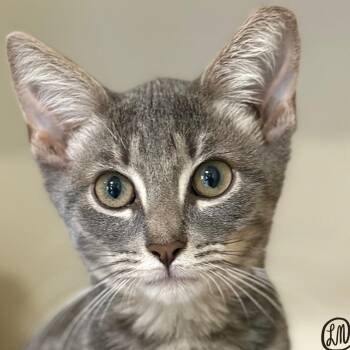 Jake -  Domestic Short Hair Cat for Adoption in Victor, New York - Jake | PetCurious
