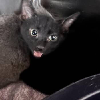 Domestic Short Hair Cats Available for Adoption in Rocky Mount, Virginia - Tanner | PetCurious