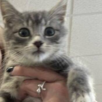 Kimi -  Domestic Short Hair Cat for Adoption in Greensboro, Georgia - Kimi | PetCurious