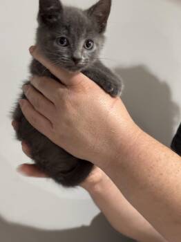 CAT - Nikee -  Domestic Short Hair Cat for Adoption in Gilberts, Illinois - CAT - Nikee | PetCurious