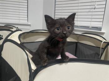 LACY -  Domestic Short Hair Cat for Adoption in Charlotte, North Carolina - LACY | PetCurious