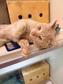 Domestic Short Hair Cats Available for Adoption - Cheeto | PetCurious