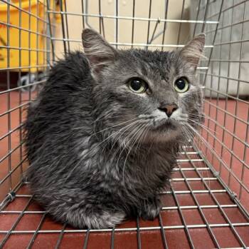 Rescue Domestic Short Hair Cats for Adoption in Salisbury, Maryland - Joffre | PetCurious