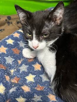 Rescue Domestic Short Hair Cats for Adoption in Ellijay, Georgia - Fuji | PetCurious