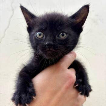 Po -  Domestic Short Hair Cat for Adoption in Brea, California - Po | PetCurious