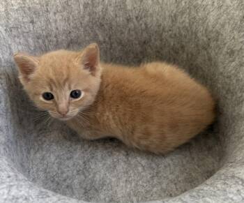 Colton 3.25.26 -  Domestic Short Hair Cat for Adoption in Apopka, Florida - Colton 3.25.26 | PetCurious