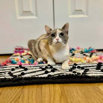 Domestic Short Hair Cats Available for Adoption in Raleigh, North Carolina - Paloma | PetCurious