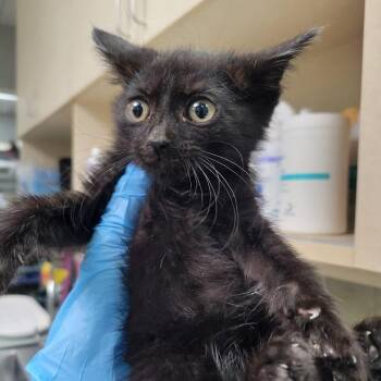 Piccolo -  Domestic Short Hair Cat for Adoption in Westminster, California - Piccolo | PetCurious