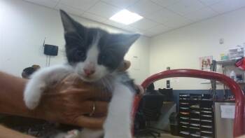 ISABOI -  Domestic Short Hair Cat for Adoption in Doral, Florida - ISABOI | PetCurious
