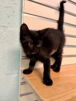 Domestic Short Hair Cats Available for Adoption in Cape Coral, Florida - Kitty Lauper | PetCurious