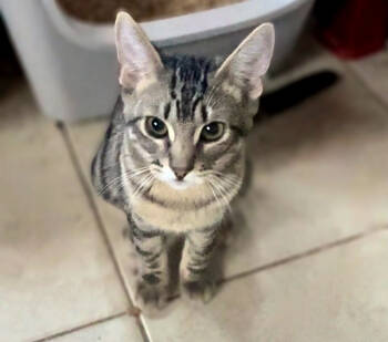 Rescue Domestic Short Hair Cats for Adoption in Phoenix, Arizona - Naruto | PetCurious