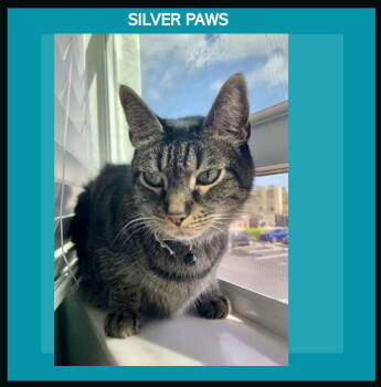 Rescue Tiger Cats for Adoption in West Palm Beach, Florida - Bam Bam | PetCurious