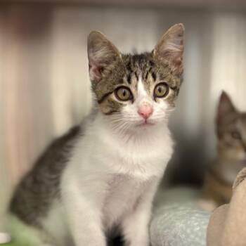 Marinara -  Domestic Short Hair Cat for Adoption in Nashville, Indiana - Marinara | PetCurious