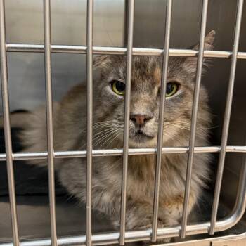 Fernando -  Domestic Medium Hair Cat for Adoption in Newark, New Jersey - Fernando | PetCurious