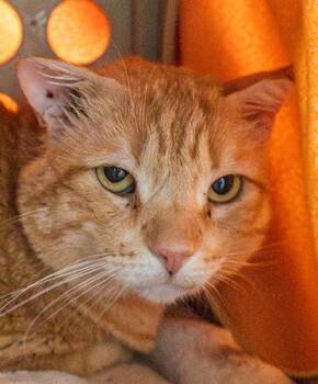 Domestic Short Hair Cats Available for Adoption in Encinitas, California - Gumball | PetCurious