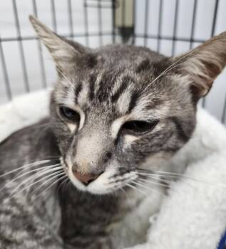 Dawson -  Domestic Short Hair Cat for Adoption in Wabash, Indiana - Dawson | PetCurious