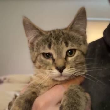 Danu -  Domestic Short Hair Cat for Adoption - Danu | PetCurious
