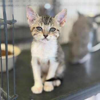 Aileen -  Domestic Short Hair Cat for Adoption in Fort Smith, Arkansas - Aileen | PetCurious