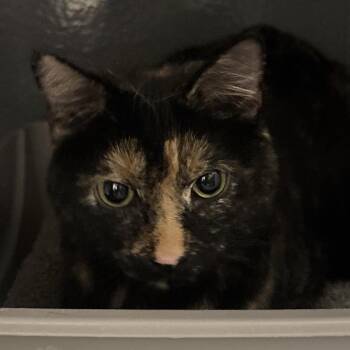 Honey -  Domestic Short Hair Cat for Adoption in Buffalo, New York - Honey | PetCurious