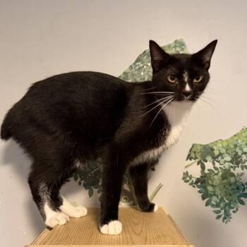 Tony Tux 7025 -  Domestic Short Hair Cat for Adoption in Sequatchie, Tennessee - Tony Tux 7025 | PetCurious