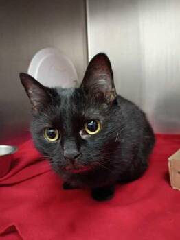 Domestic Short Hair Cats Available for Adoption - Olive Oyl | PetCurious