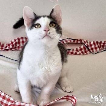 Georgie -  Domestic Short Hair Cat for Adoption in Washington, District Of Columbia - Georgie | PetCurious