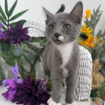 Peace Ridgemaker 56283 -  Domestic Medium Hair Cat for Adoption in Eaton Rapids, Michigan - Peace Ridgemaker 56283 | PetCurious