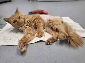 Cheeto -  Domestic Long Hair Cat for Adoption in Shelby, Michigan - Cheeto | PetCurious