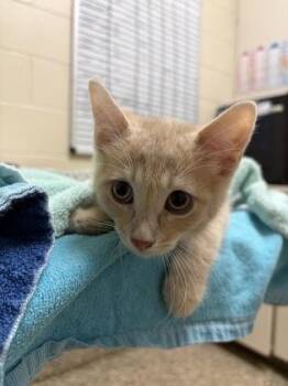Domestic Short Hair Cats Available for Adoption in Westland, Michigan - Cleric | PetCurious