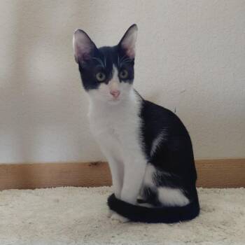 Rescue Domestic Short Hair Cats for Adoption in Allen, Texas - Bandit | PetCurious