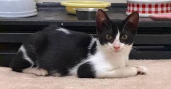 Oreo -  Domestic Short Hair Cat for Adoption in Milton, Delaware - Oreo | PetCurious