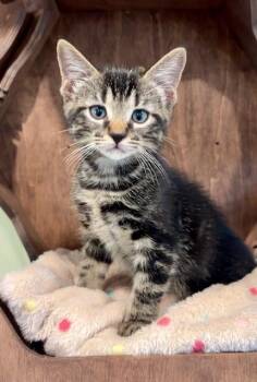 Chester -  Domestic Medium Hair Cat for Adoption in Nashville, Tennessee - Chester | PetCurious