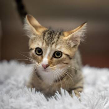 Alvin -  Domestic Short Hair Cat for Adoption in Gainesville, Georgia - Alvin | PetCurious