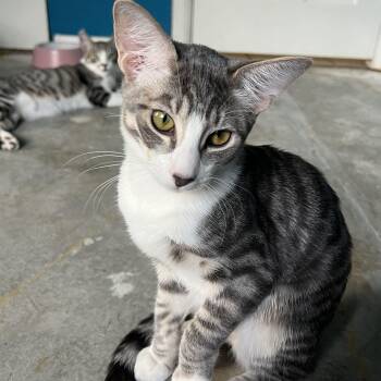 Noodle -  Tabby and Egyptian Mau Cat for Adoption in Palm Desert, California - Noodle | PetCurious