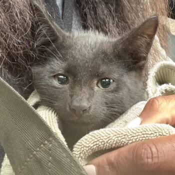 Liam -  Domestic Short Hair Cat for Adoption in Oak Park, Illinois - Liam | PetCurious