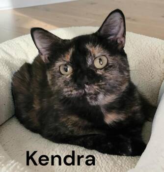 Kendra -  Tortoiseshell Cat for Adoption in Weems, Virginia - Kendra | PetCurious