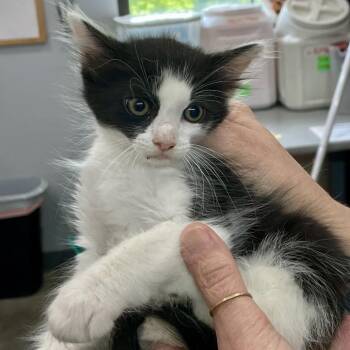 Cookies & Cream -  Domestic Long Hair Cat for Adoption in Fairmont, West Virginia - Cookies & Cream | PetCurious
