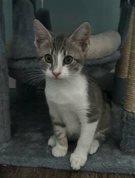 Rocksteady -  Domestic Short Hair Cat for Adoption in Hardeeville, South Carolina - Rocksteady | PetCurious