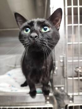 Domestic Short Hair Cats Available for Adoption - Ruby | PetCurious