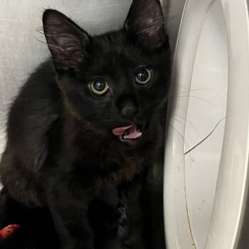 Batman -  Domestic Short Hair Cat for Adoption in West Palm Beach, Florida - Batman | PetCurious