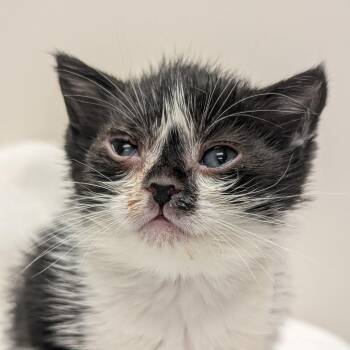 DK (FKA Bango) -  Domestic Short Hair Cat for Adoption in Baltimore, Maryland - DK (FKA Bango) | PetCurious