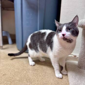Domestic Short Hair Cats Available for Adoption in Brick Township, New Jersey - Chunky | PetCurious
