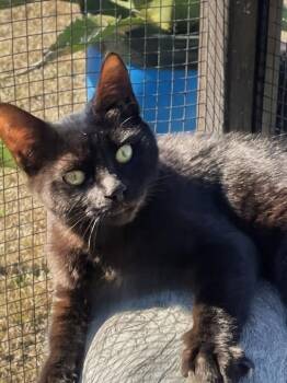 Domestic Short Hair Cats Available for Adoption - Fugi | PetCurious