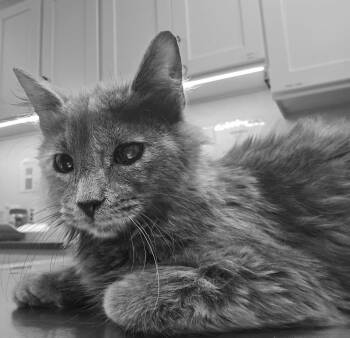 Domestic Medium Hair Cats Available for Adoption - Angel Cakes | PetCurious
