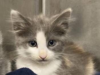 LILITH -  Domestic Medium Hair Cat for Adoption in Tustin, California - LILITH | PetCurious