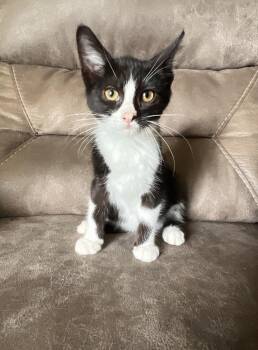 Karson -  Domestic Short Hair and Manx Cat for Adoption in Rochester, Indiana - Karson | PetCurious