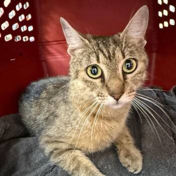 Juniper -  Domestic Short Hair Cat for Adoption in Birmingham, Alabama - Juniper | PetCurious