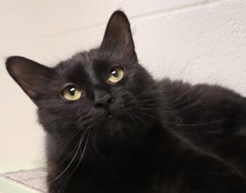 Simone -  Domestic Medium Hair Cat for Adoption in Euclid, Ohio - Simone | PetCurious