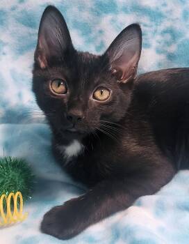 Domestic Short Hair Cats Available for Adoption - Gumbo | PetCurious