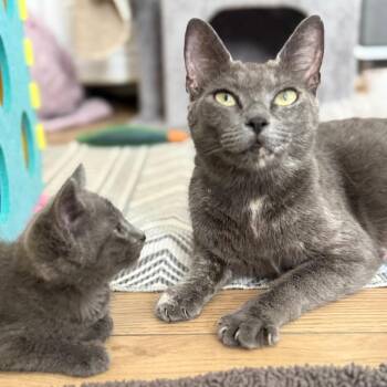 Sage (Jessie- Mom) -  Domestic Short Hair Cat for Adoption in Pinellas Park, Florida - Sage (Jessie- Mom) | PetCurious